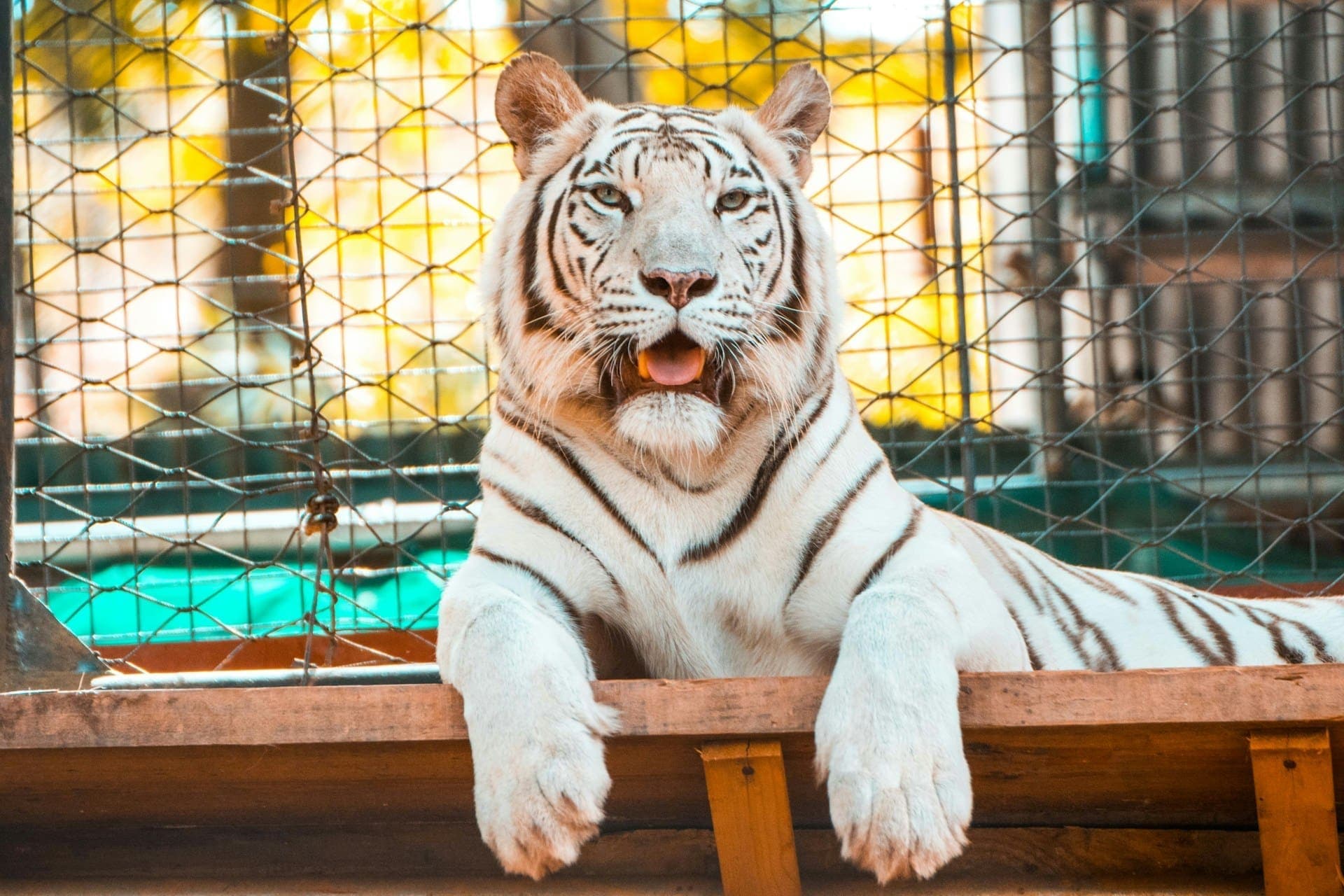 Tigris marcangolta szét egy férfi karját – Borzalmas baleset történt a cirkuszban