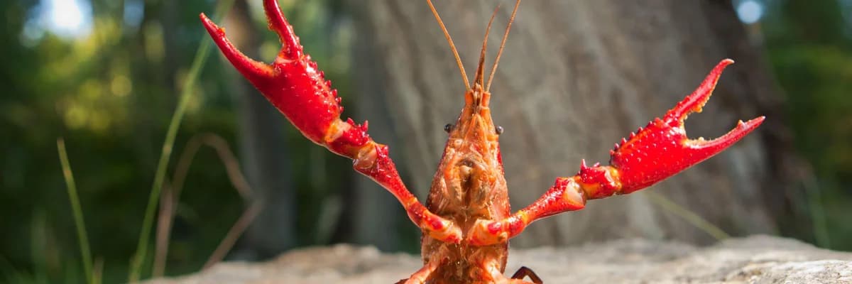Mi történik a Balatonnál? – Terjed a vörös mocsárrák, pusztulhatnak az őshonos fajok