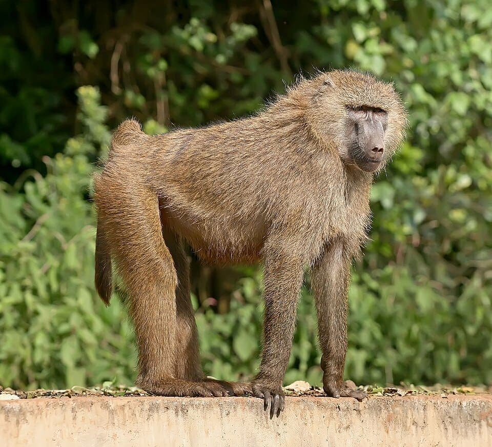 Jaj a guineai páviánonak - Tizekettőt ölt meg a zoo, álltavédők tiltakoznak